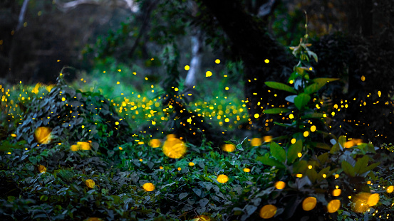 Firefly flying in the forest. Firefly lights in the night like a fairy tale. Fireflies in the bush at night in Prachinburi Thailand. Light from fireflies at night in the forest, Long exposure photo.8