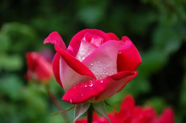 A bouquet of roses covered in dew in the morning