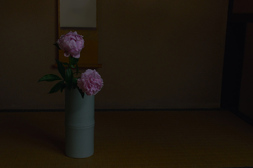 Shakuyaku in the Japanese Traditonal Room/Studio Shot