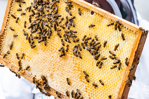 Honey bees on a honeycomb as part of a demonstration of bee keeping.