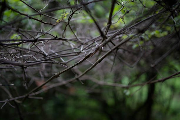 istock Macro green [CANON RF35 1.8] 1501157452