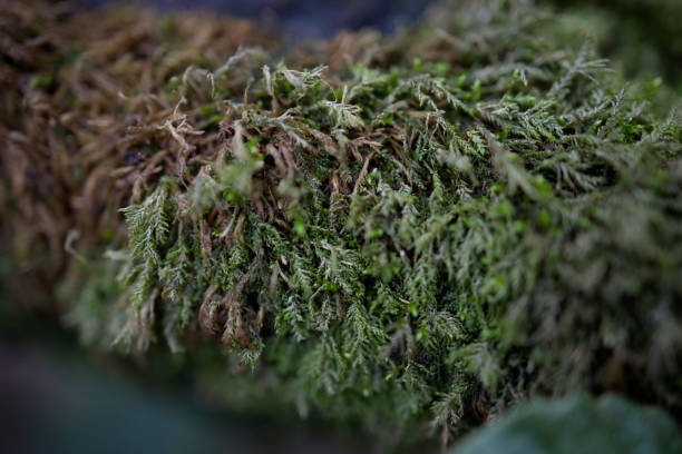 istock Macro green [CANON RF35 1.8] 1501157465