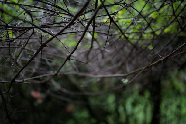 istock Macro green [CANON RF35 1.8] 1501157476