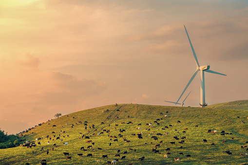Wind turbine in field with a herd of cows in sunset