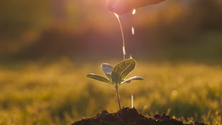 Hand Watering Of Young Seedling Planted In Ground Against Rays Of Sunset