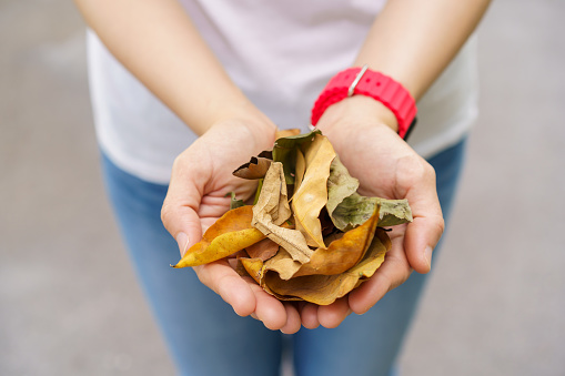 Unrecognizable Asian woman collecting a dry leaves on the ground and showing to camera.
