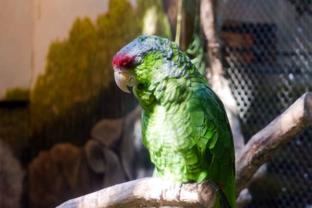 istock Selective focus of lilac crowned amazon perched in its enclosure in the afternoon. 1501162349