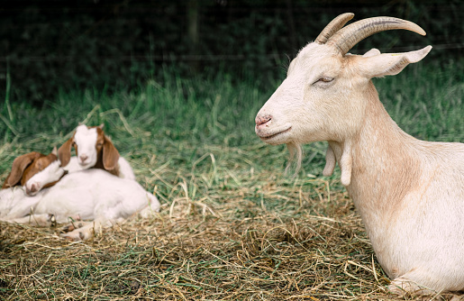 Child girl playing with a kid goat on a farm. Bulk feed bin on background.