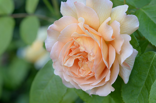 Close up of Rose Just Joey in garden setting. Inducted into the Rose Hall of Fame as 'Worlds Favourite Rose' in 1994