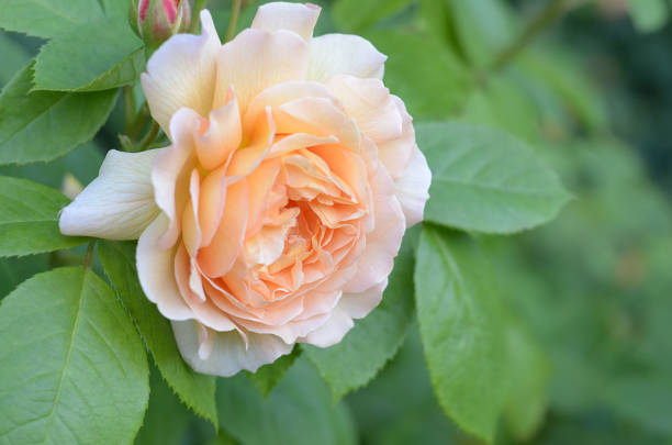 close up of rose just joey with blurred background - hybrid tea rose imagens e fotografias de stock