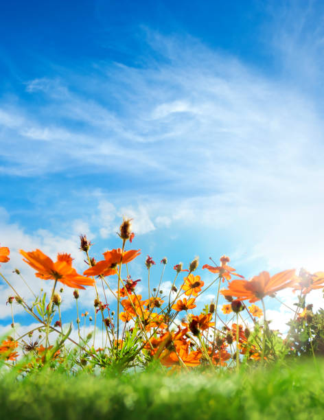 Surface level view of orange color Coreopsis flower field