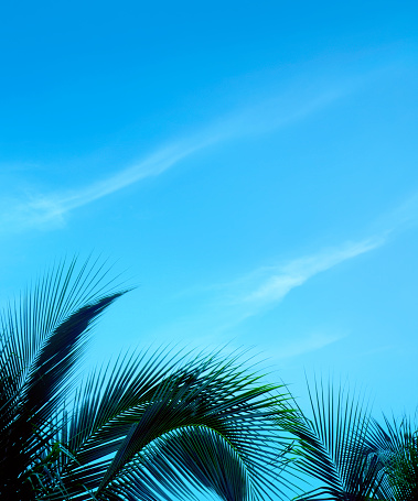 Palm leaf and blue sky background