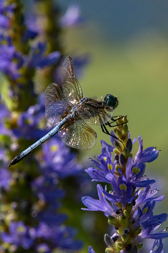 Blue Dasher Dragonfly on Pickerelweed