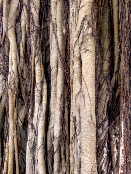 Close up banyan tree in Florida