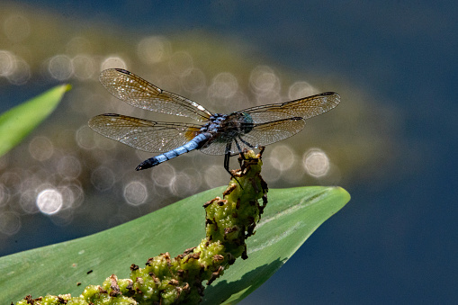 Blue Dasher Dragonfly & Glistening Light