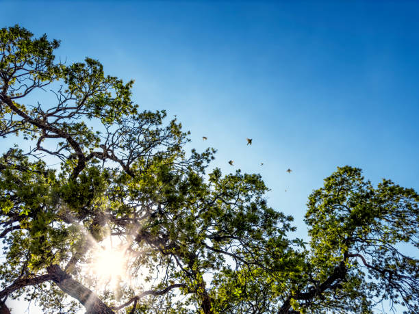 Tropical tree over sunny sky in Florida