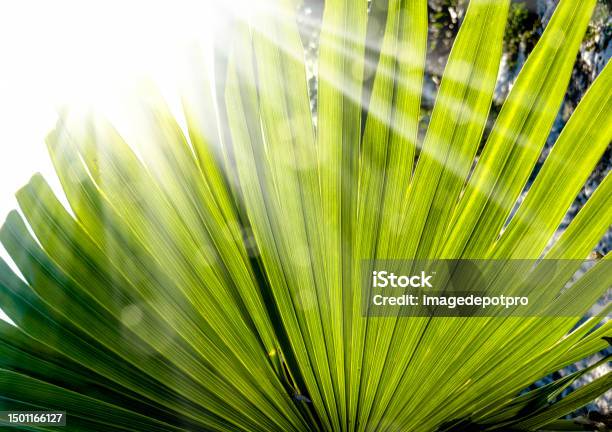 Shiny Palm Leaf Background Stock Photo - Download Image Now - Palm Leaf, Above, Abstract