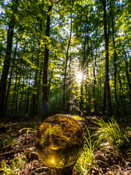 Environment Concept - Crystal Earth On moss In Forest With Ferns And Sunlight - Environment, save clean planet, ecology concept. Earth Day banner with copy space.