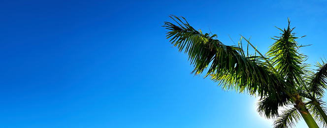 Close up tall palm trees over blue sky with shining sun in Florida