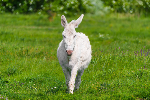 Austria-Hungarian white donkey or Baroque Donkey (Equus asinus asinus) is on pasture, National Park Lake Neusiedl, Burgenland, Austria