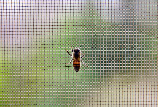 Honey bee on the window