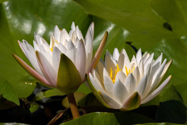 istock Two Water Lilies Starting to Open 1501166774