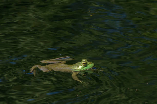 istock Young Frog Floats in Pond 1501166787