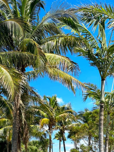 istock Tall palm trees over sunny blue sky 1501166789