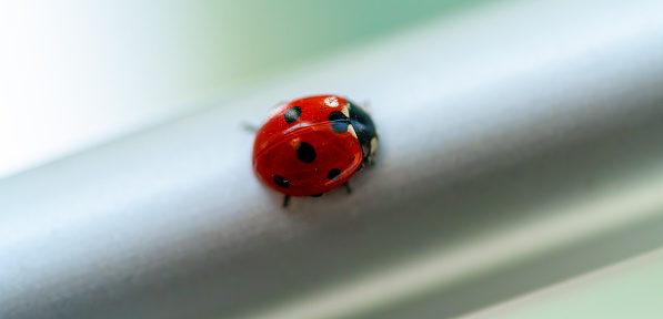 a ladybug on a steel beam