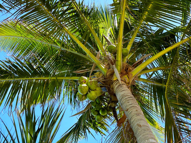 istock Tall palm trees over sunny blue sky 1501166828