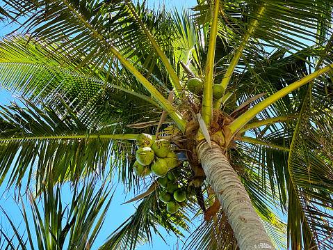 Coconuts in a tree on the island of Tutuila in the National Park of American Samoa.