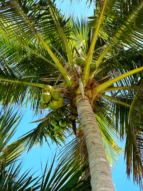 istock Tall palm trees over sunny blue sky 1501166836