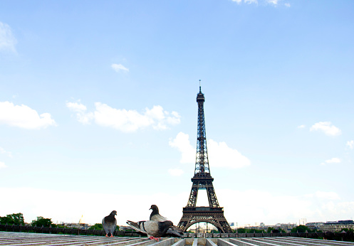 Eiffel tower of Paris with pigeons