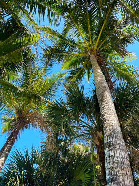 istock Tall palm trees over sunny blue sky 1501166887