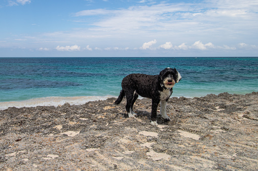 Portuguese Water Dog on the coral at Hope Town on Elbow Cay, Abaco, Bahamas