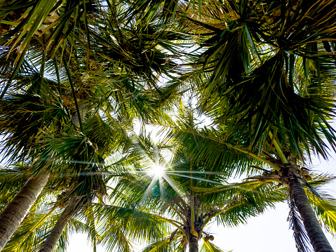 Close up tall palm trees over blue sky with shining sun in Florida