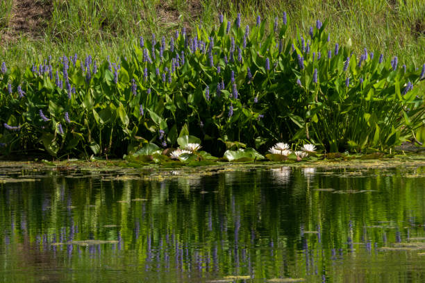istock Pond Reflections - Pickerelweed & Water Lilies 1501166965