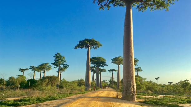 istock African landscape featuring a road surrounded by baobabs. Madagascar. 1501167351