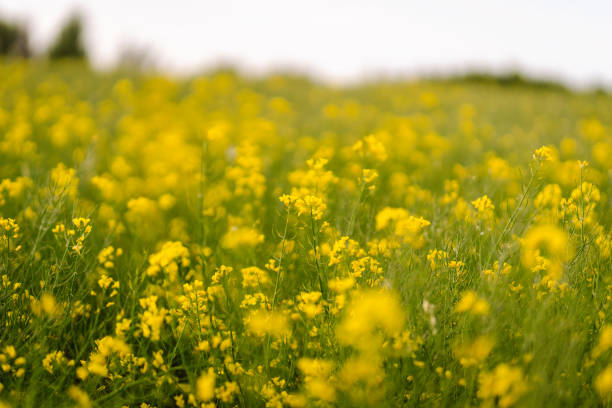 istock Blooming canola field. Rape on the field in summer. 1501168878