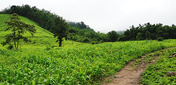 Walkway or pathway among corn field with tree and mist. Nature,  Beautiful  Landscape view and Agriculture concept.