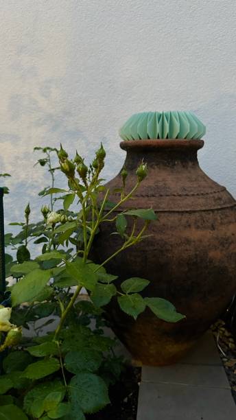istock Old jug in a rose garden 1501170912