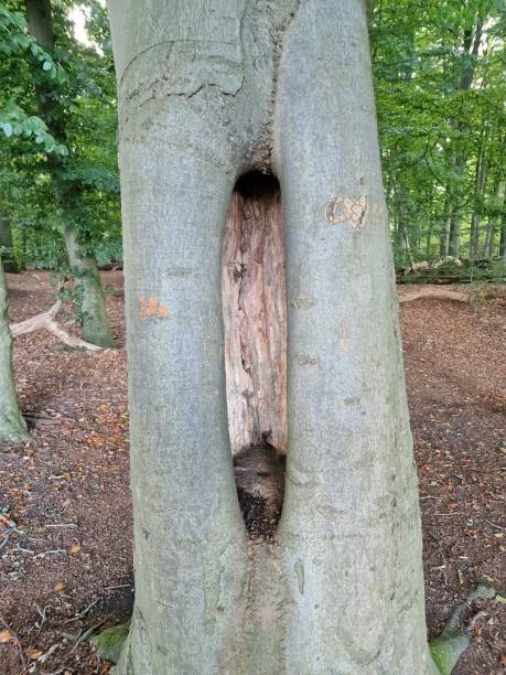 istock Weird oval hole in a tree in the forest 1501173073