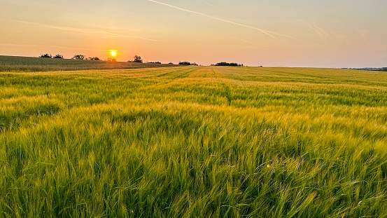 Sunrise over golden wheat fields