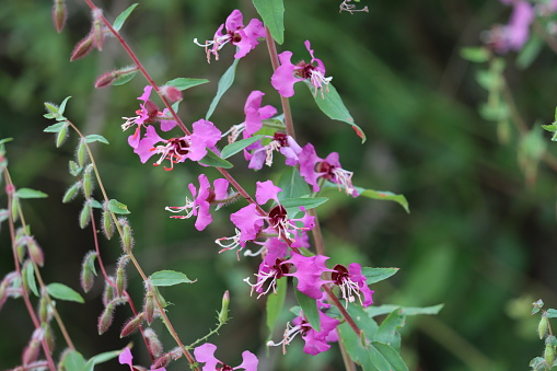 Elegant Garland, Clarkia Unguiculata, a native annual monoclinous herb displaying racemose spike inflorescences during springtime in the Santa Monica Mountains.