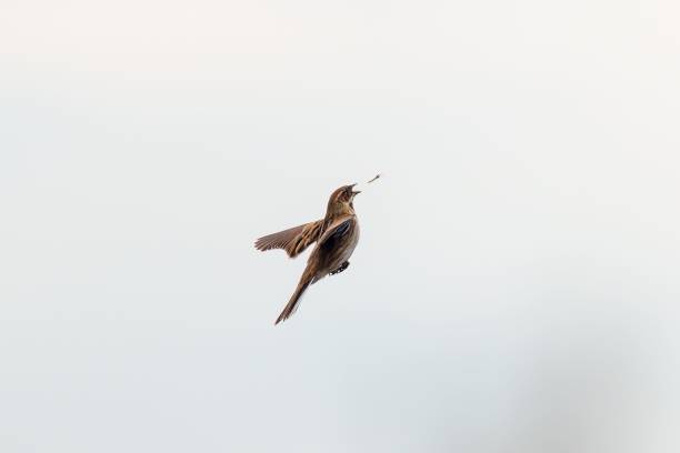 istock Common Reed Bunting bird gracefully flies through a clear sky, its wings outstretched 1501174670