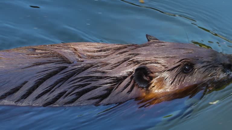 Close up  beaver swimming