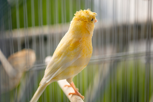 close up of a caged yellow canary bird