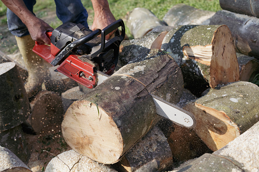 Voronezh, Russia - September 05, 2019: Chainsaw is used to cut fallen trees.