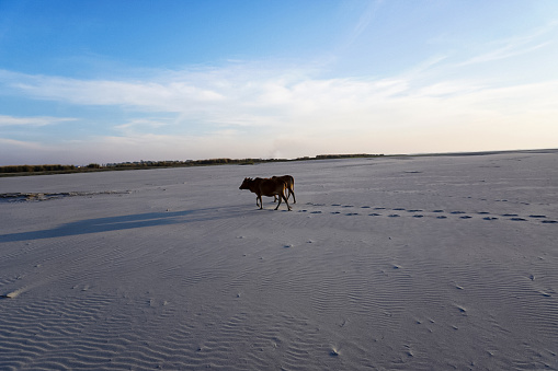Two cows walk on the sand on the evening island. This island is situated in Bangladesh.Beautiful scene with blue sky
