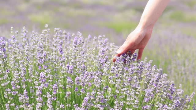 A woman's hand touches lavender flowers on a sunny summer day. Lavender field